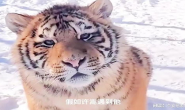 东北虎视频,野生王者之威严瞬间